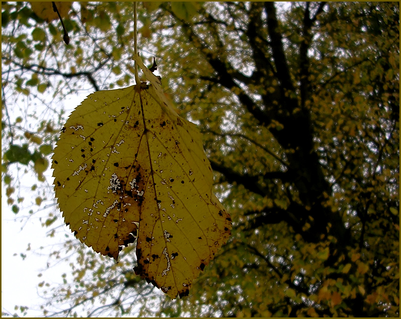 Herbstlaub