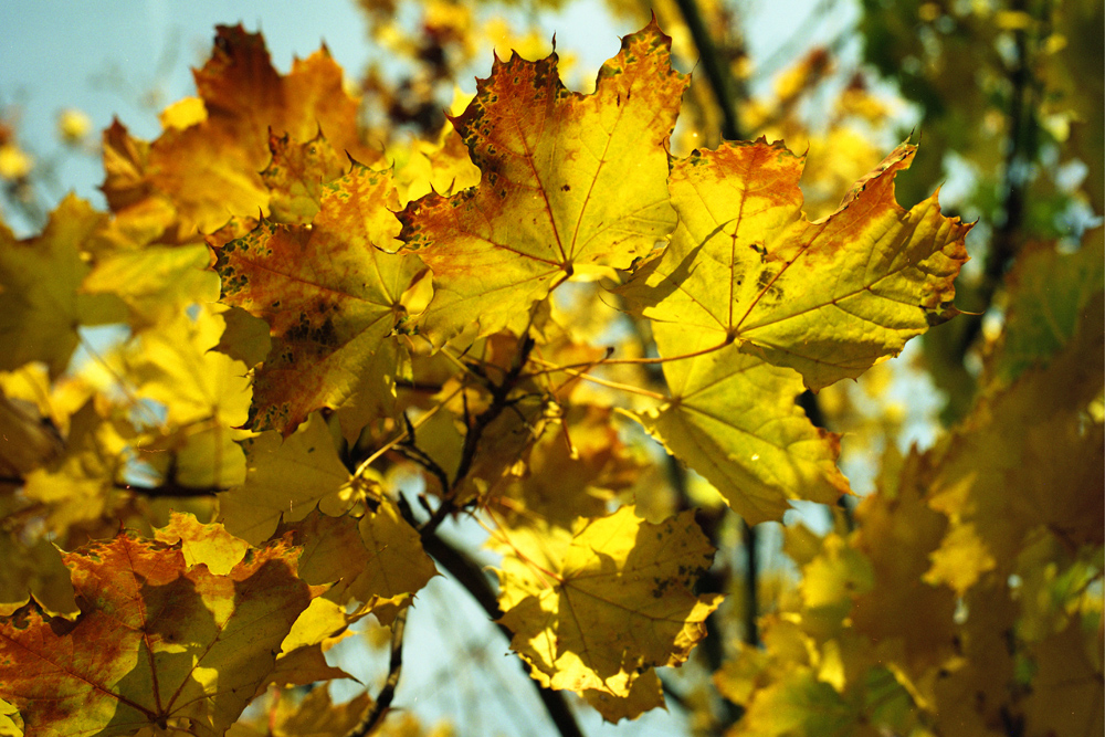 Herbstlaub