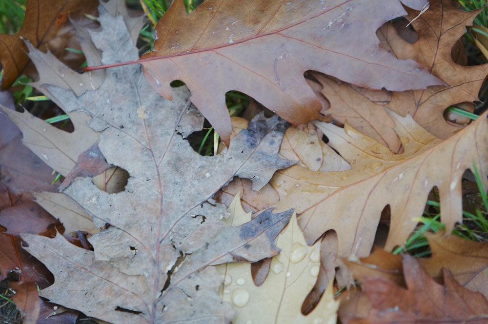 Herbstlaub