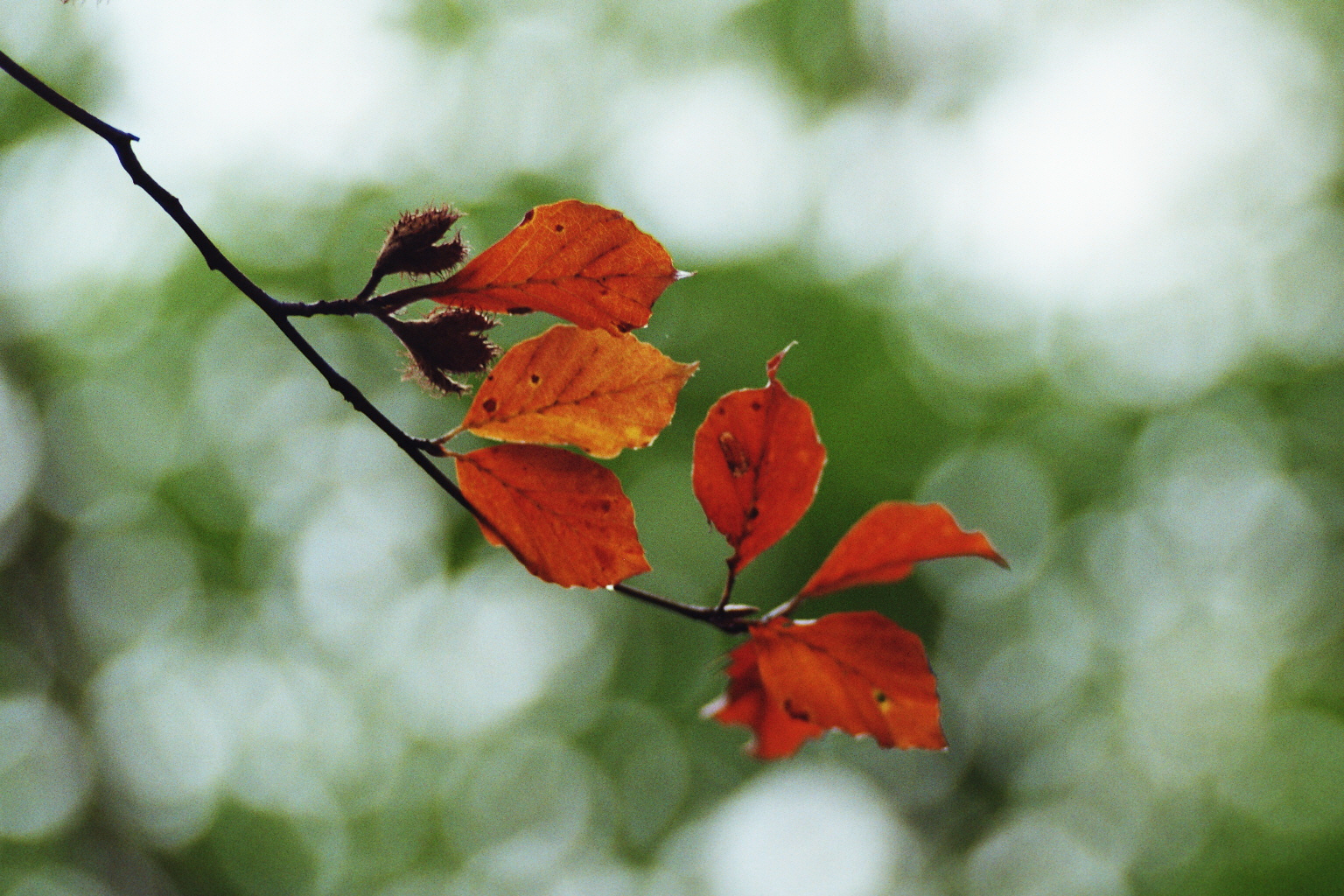 Herbstlaub 