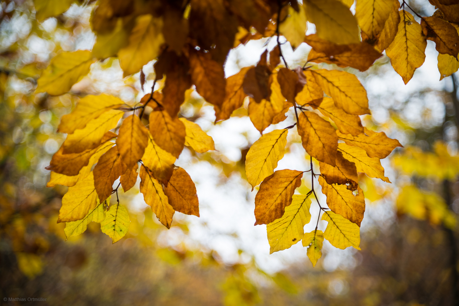 Herbstlaub