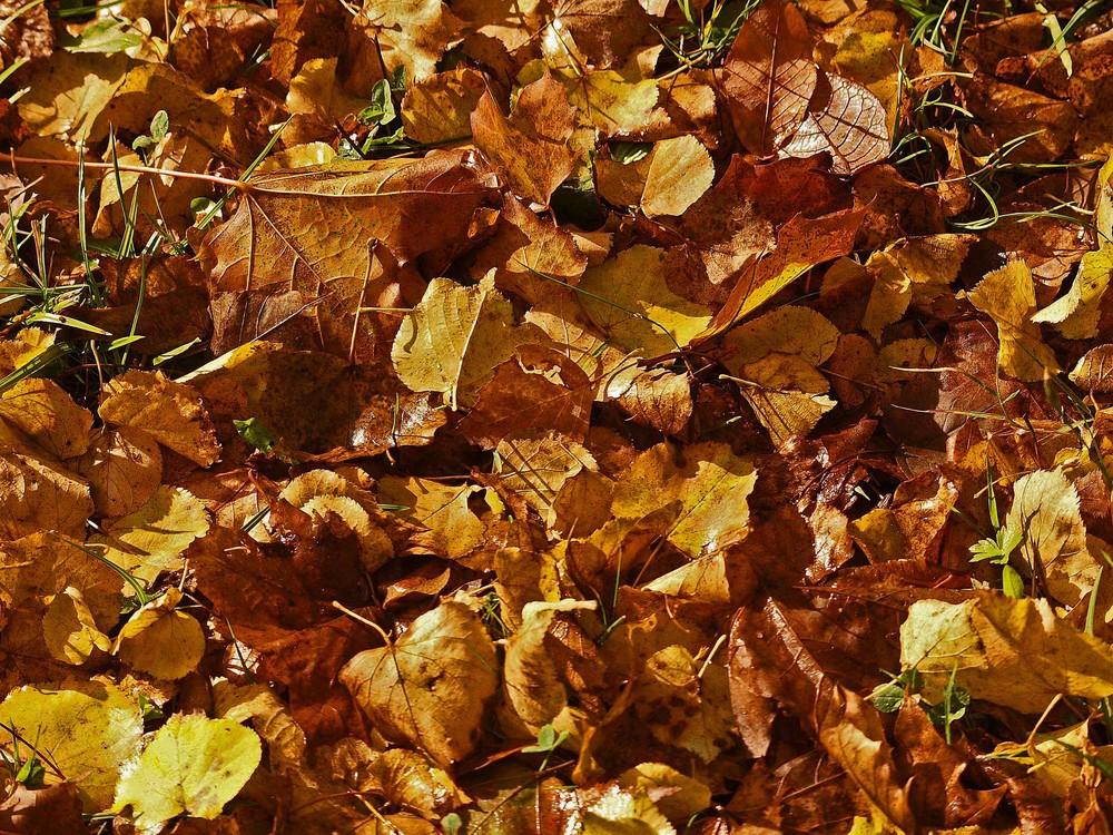 Herbstlaub