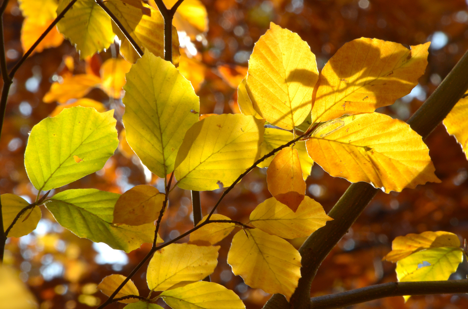 Herbstlaub 04