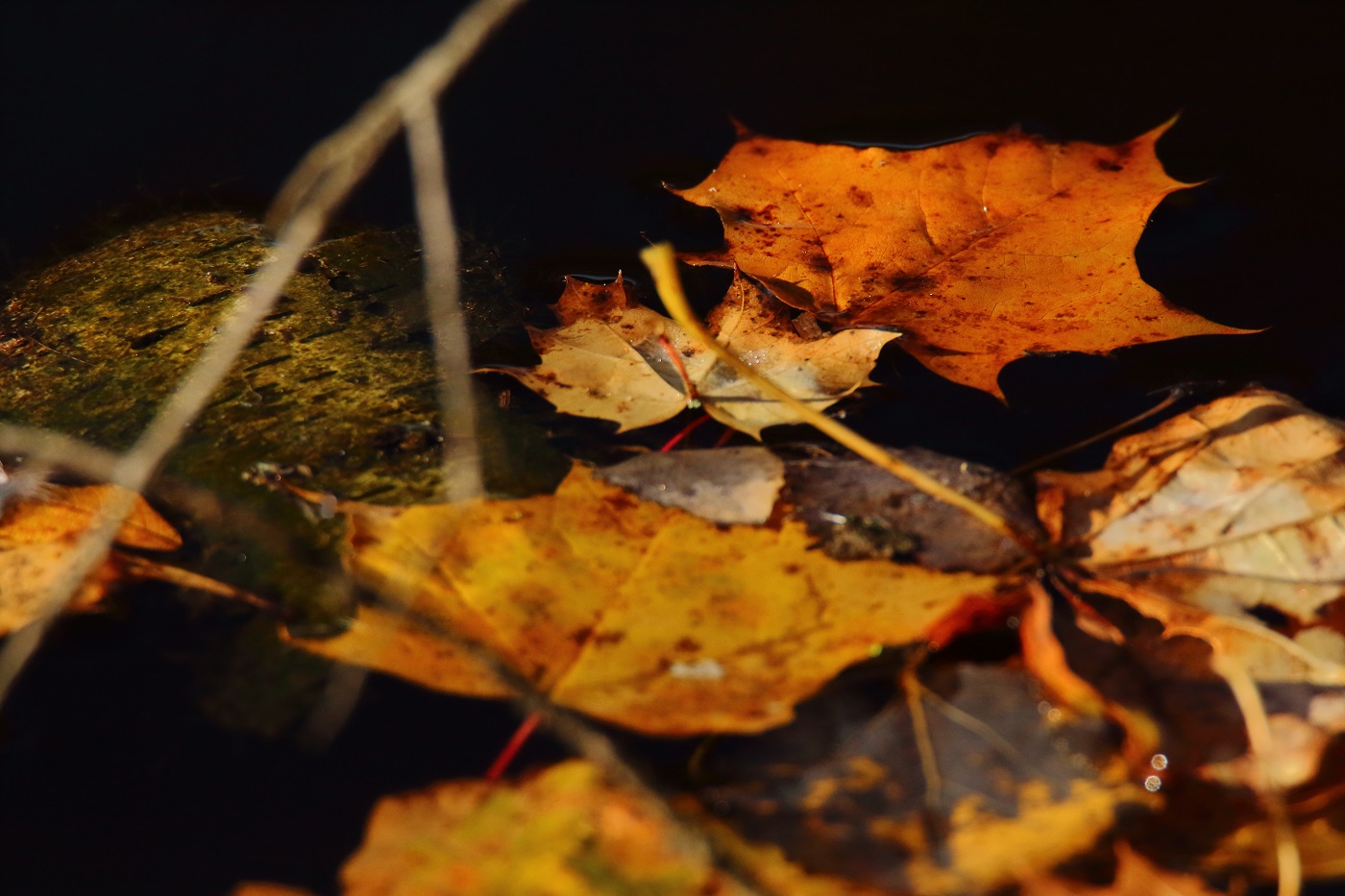 Herbstlaub