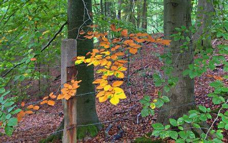 Herbstlaub