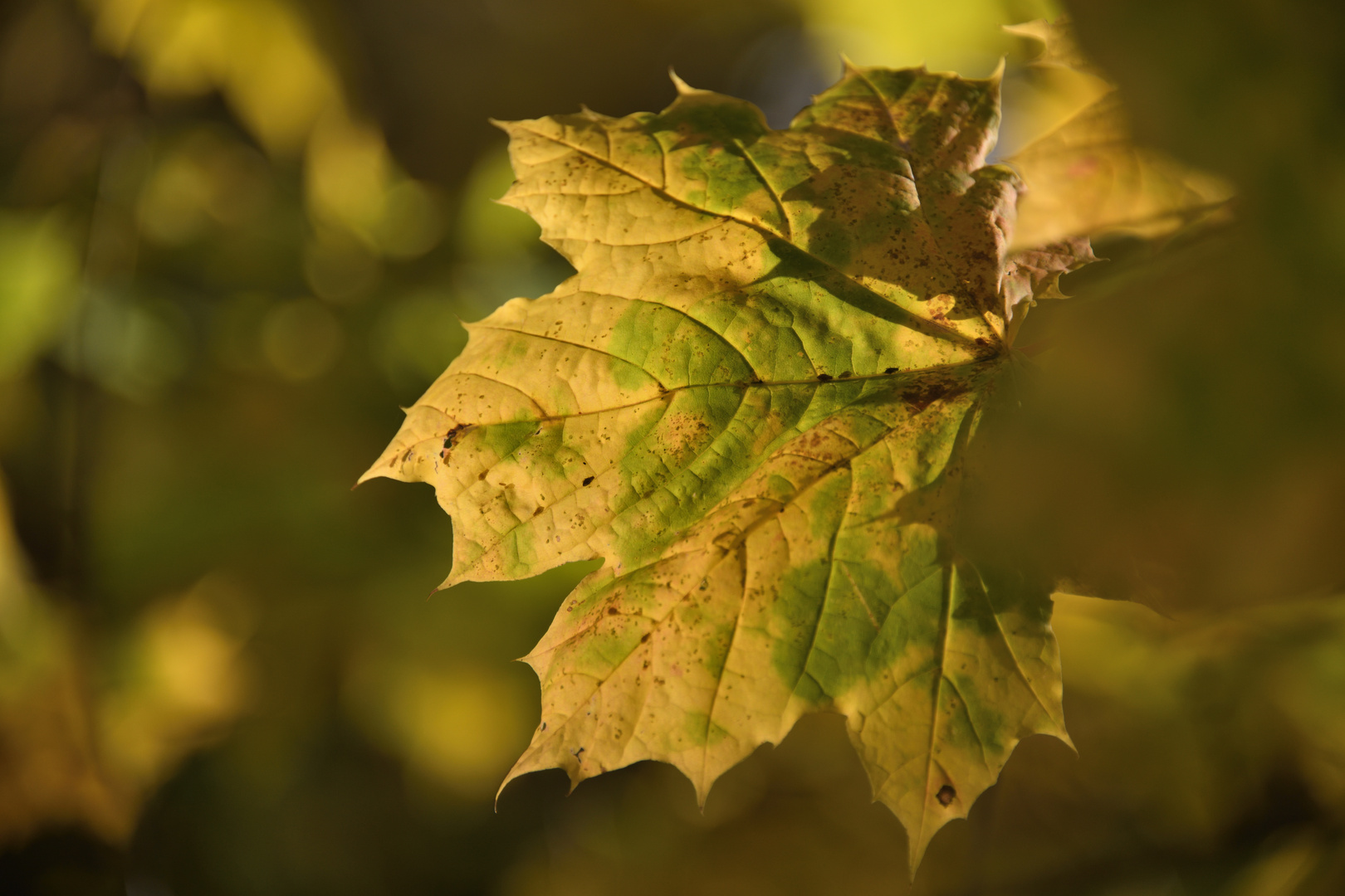 Herbstlaub