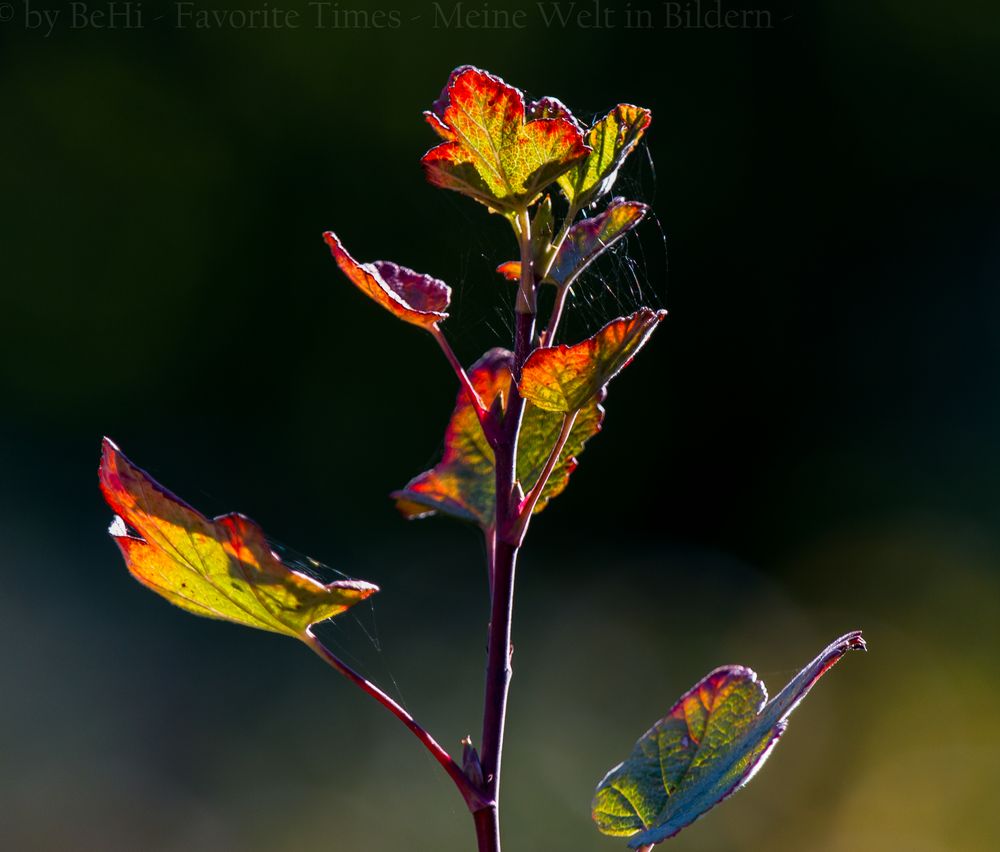 Herbstlaub