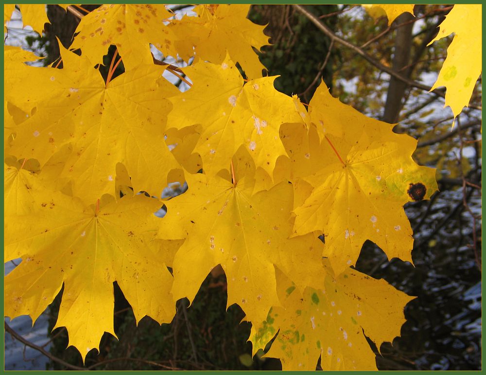 Herbstlaub