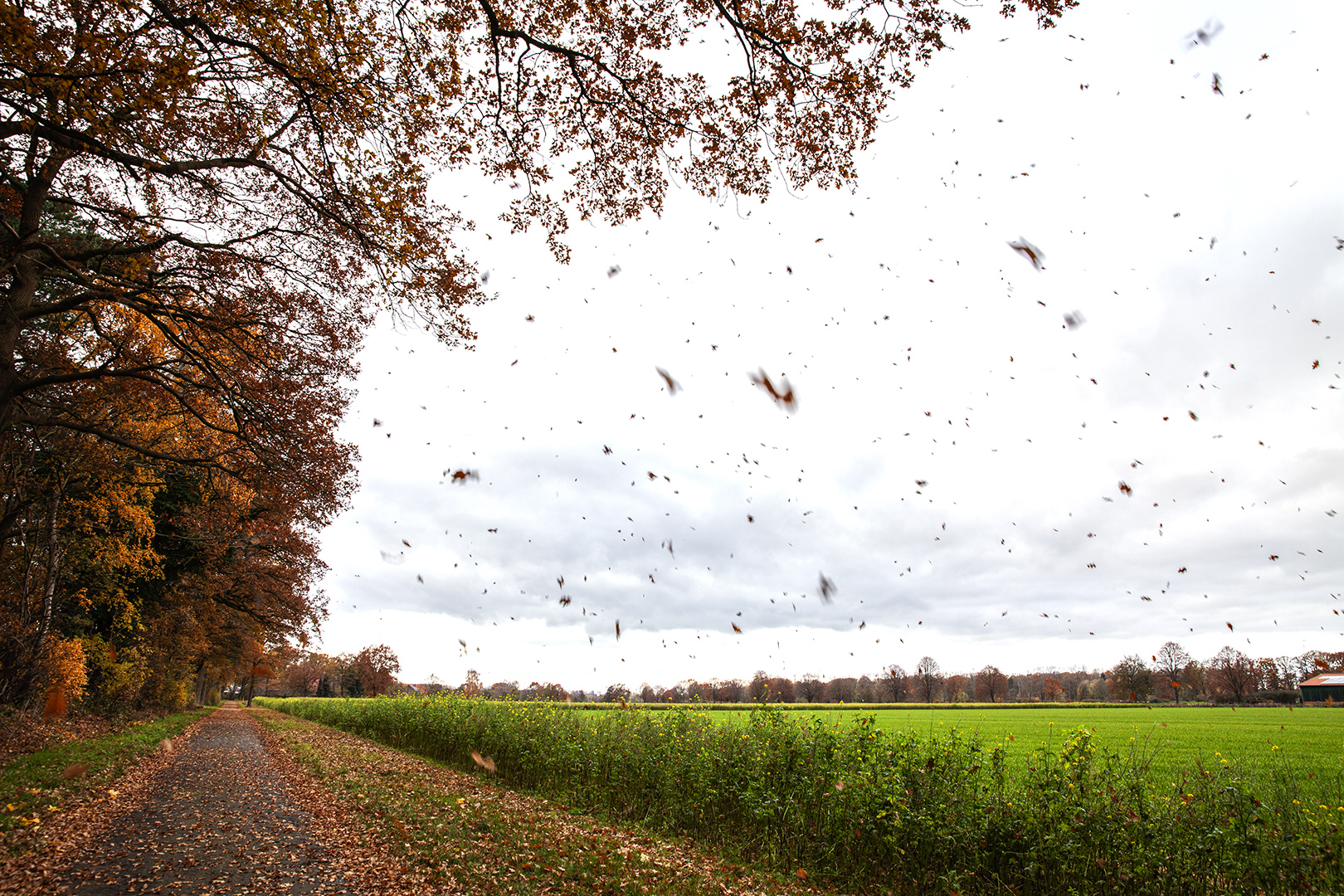 Herbstlaub