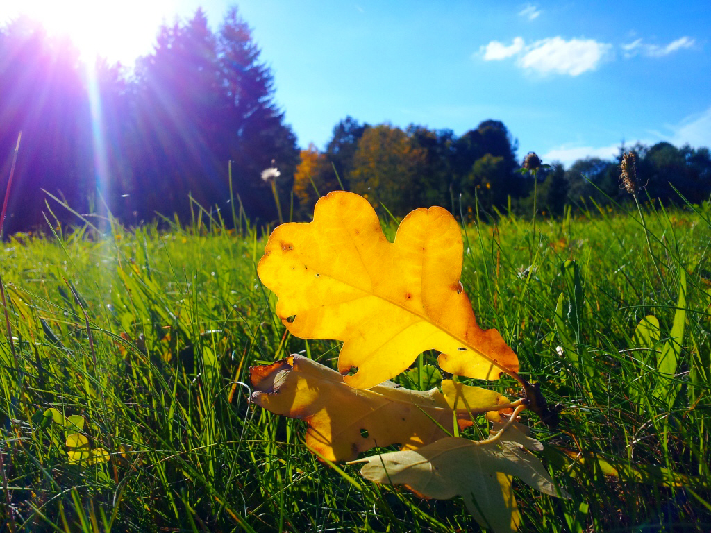 Herbstlaub