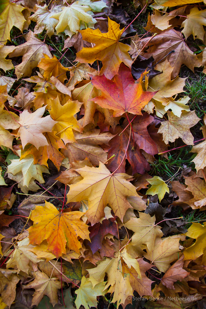 Herbstlaub