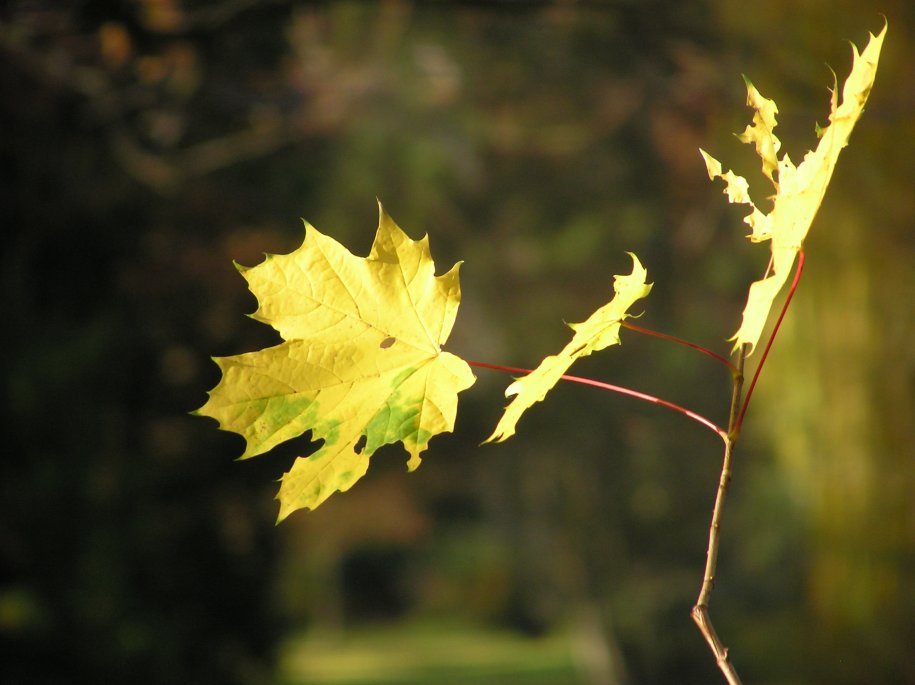 Herbstlaub