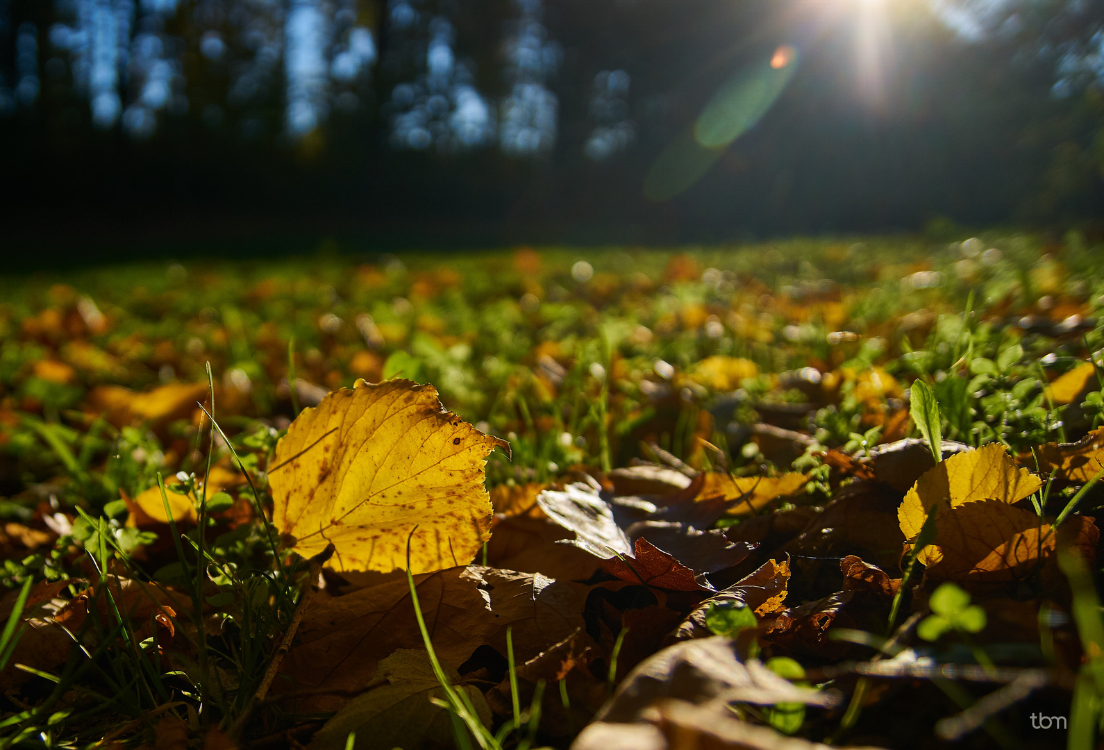 Herbstlaub