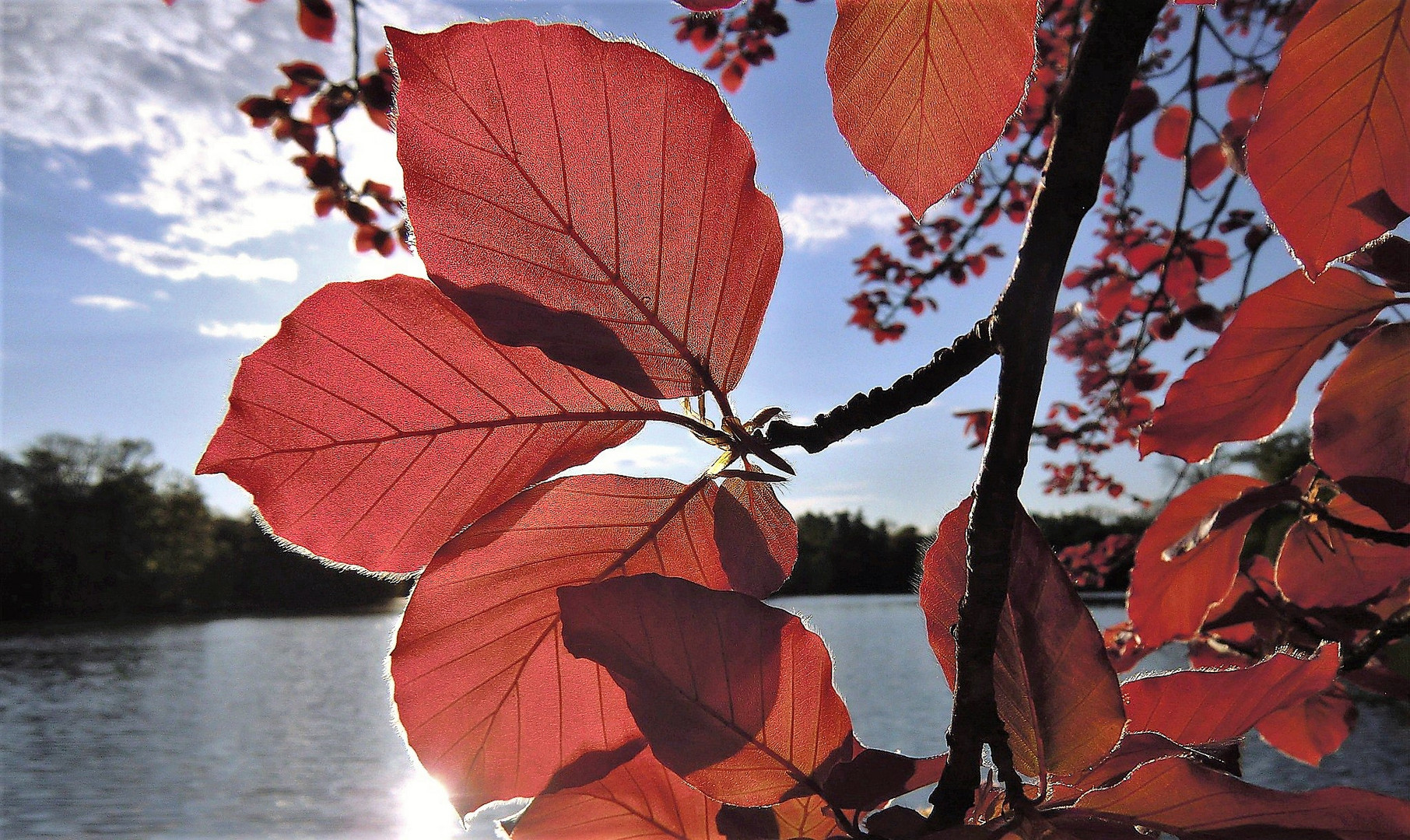 Herbstlaub