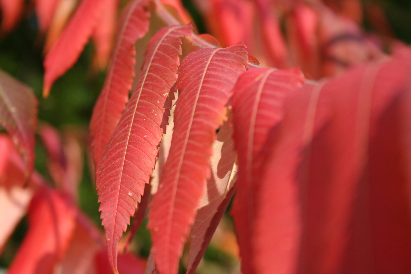 Herbstlaub