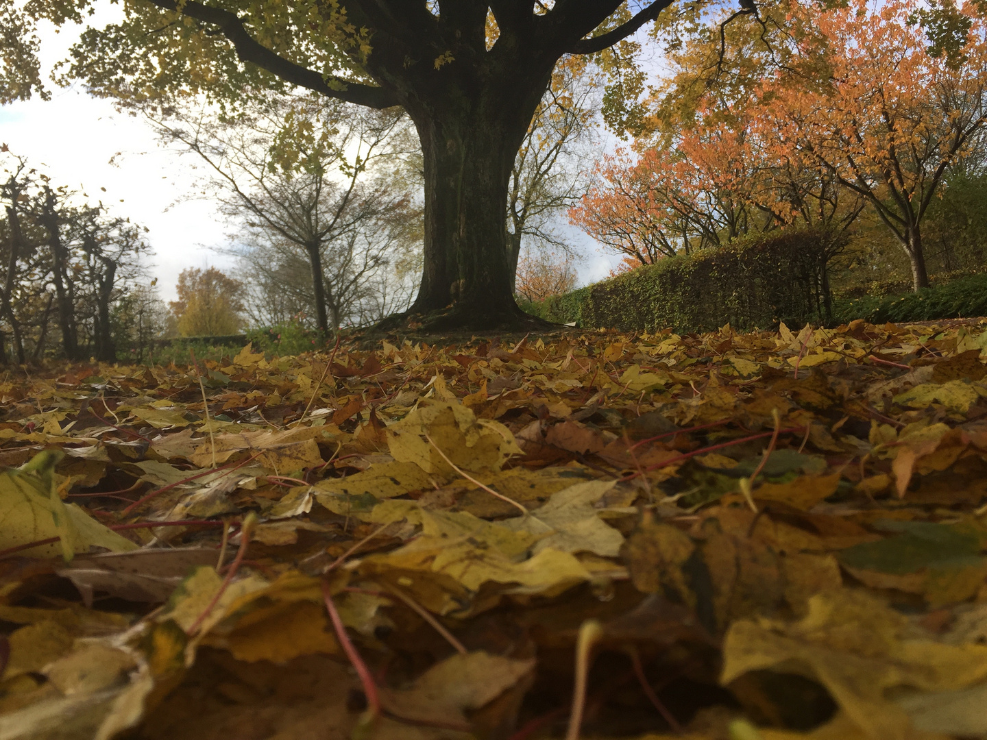 Herbstlaub