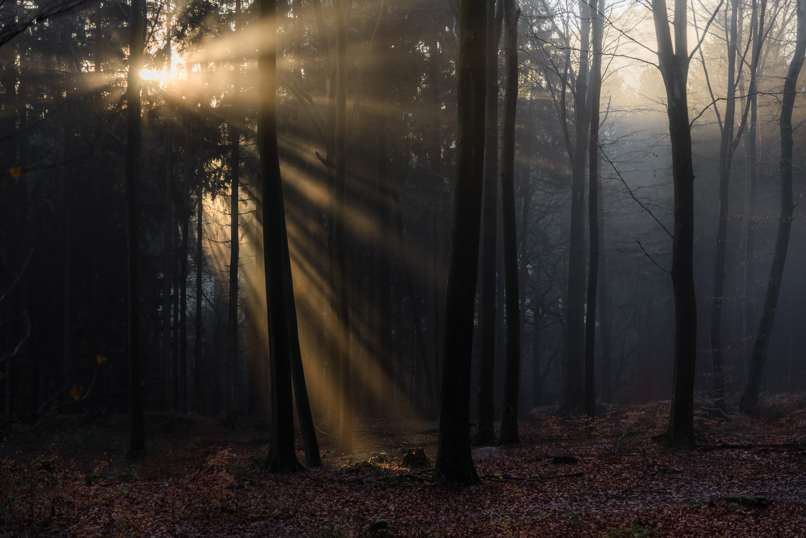 Herbstlaub 1-1