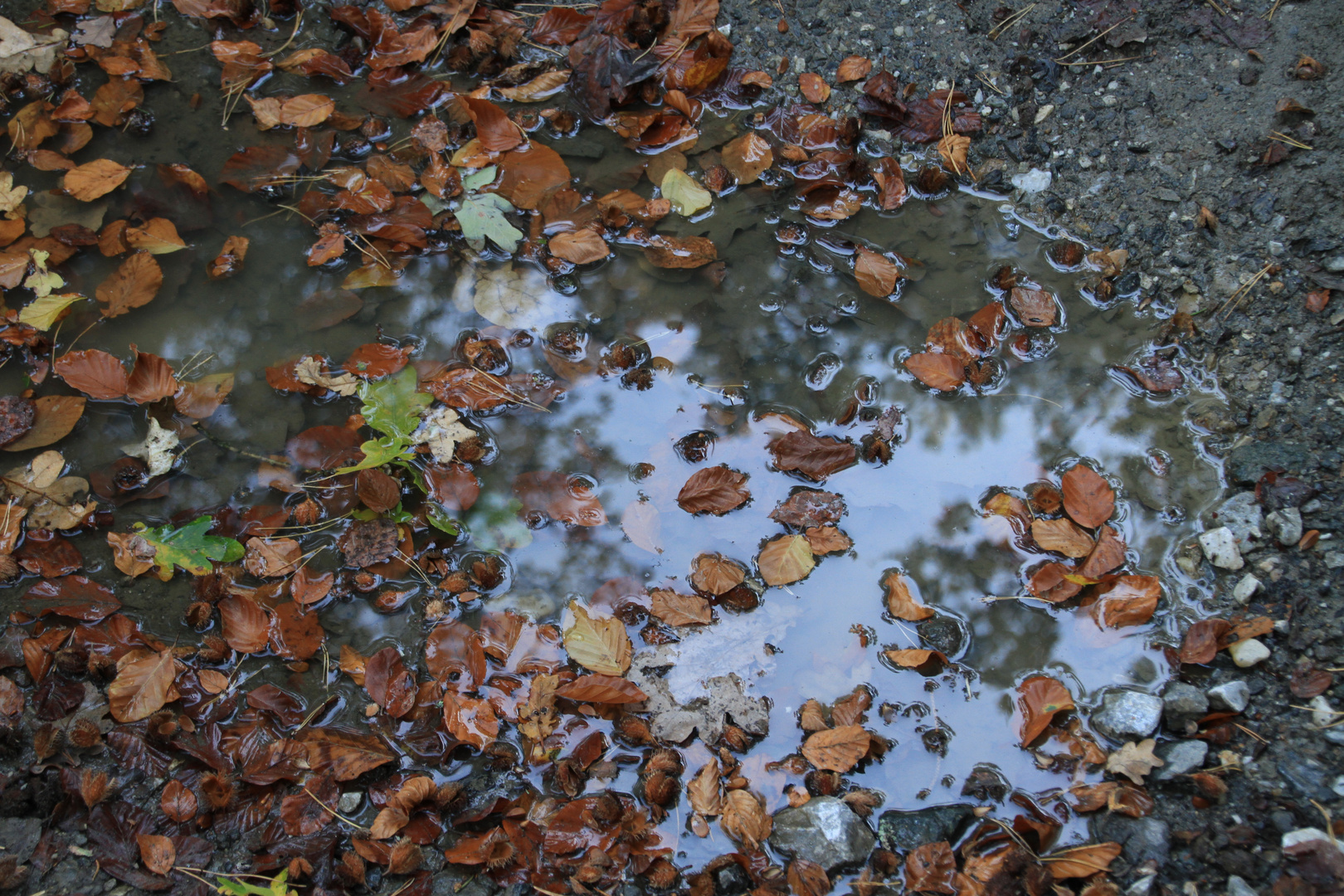 Herbstlaub