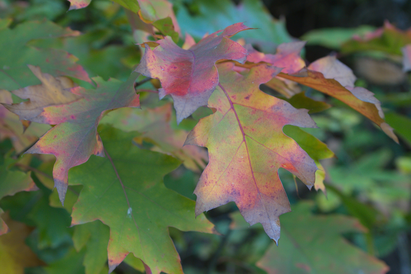 Herbstlaub