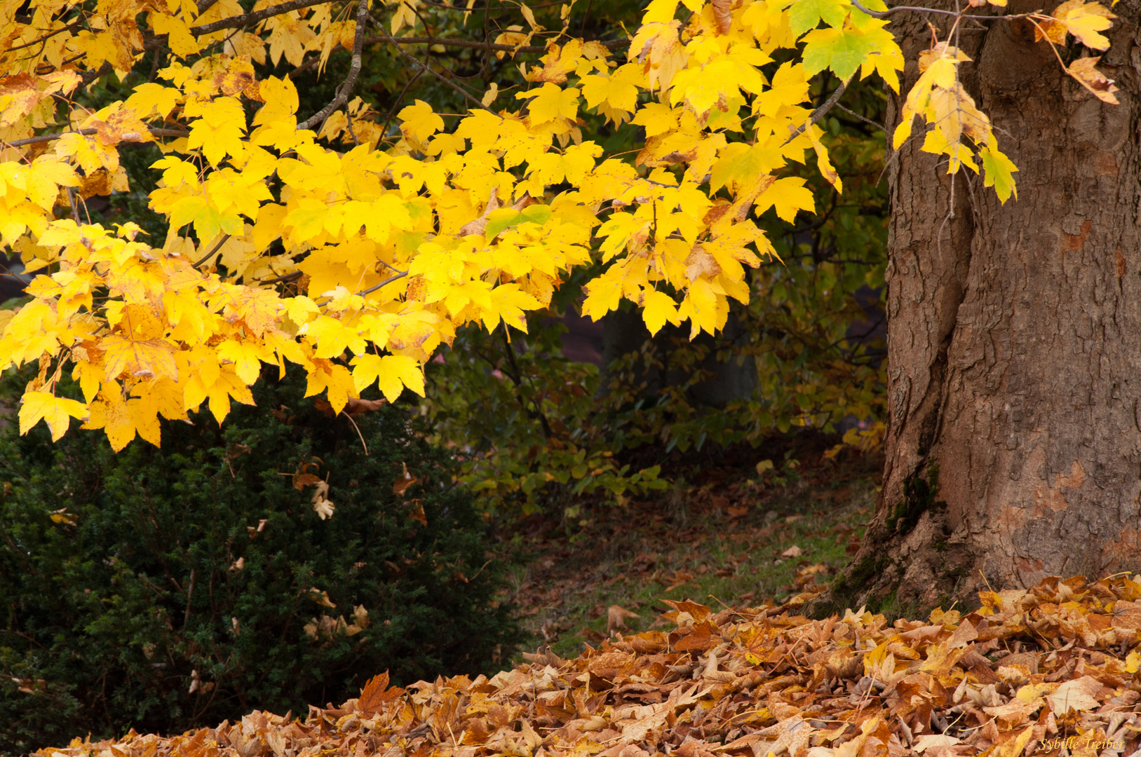 Herbstlaub