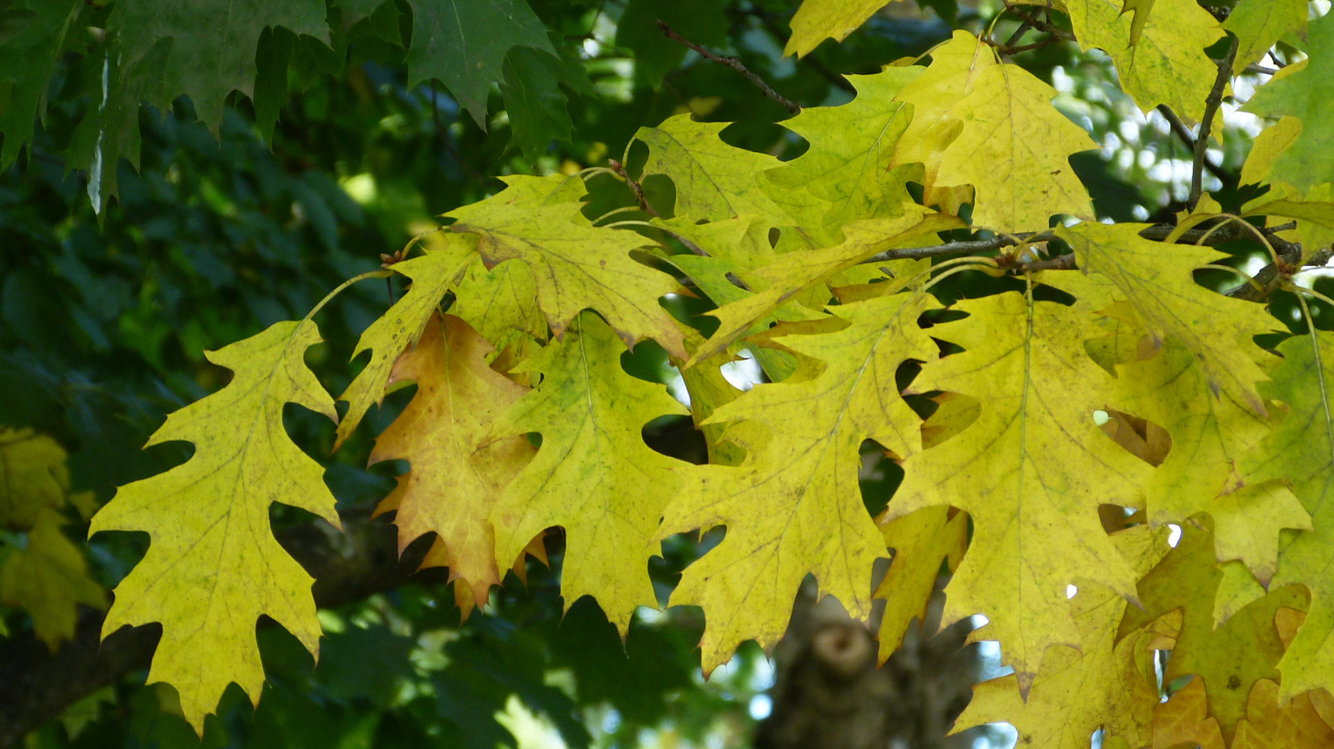 Herbstlaub