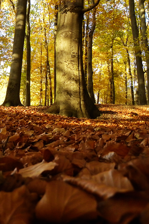 herbstlaub