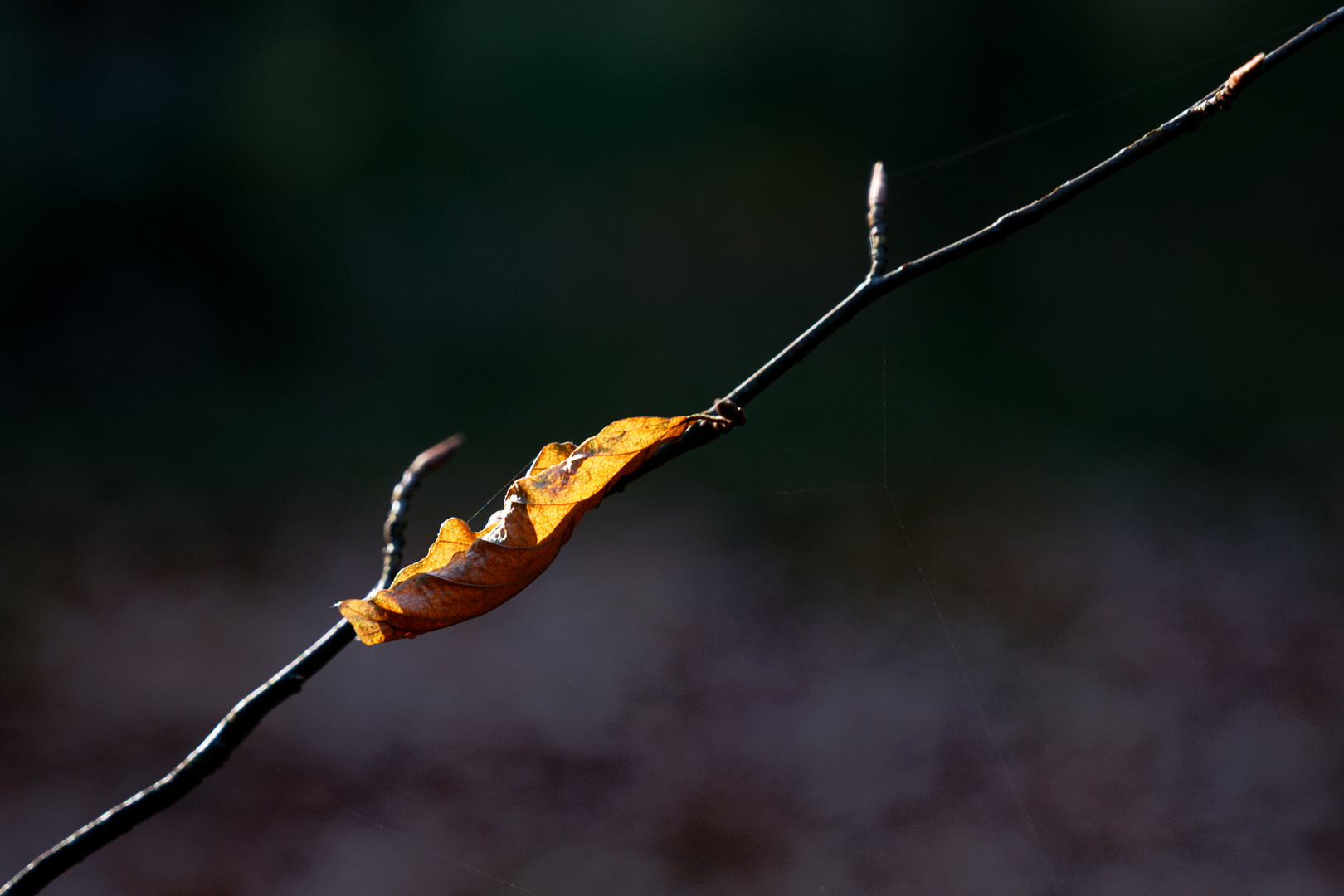 Herbstlaub