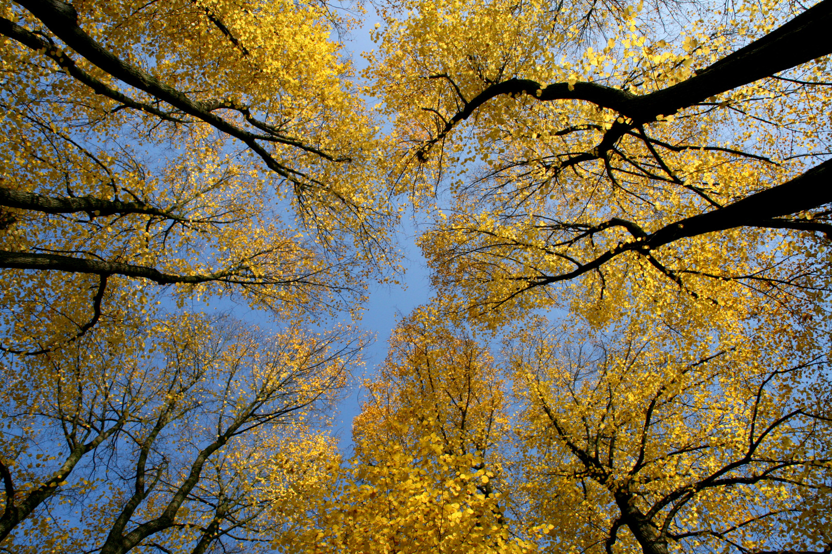 Herbstlaub