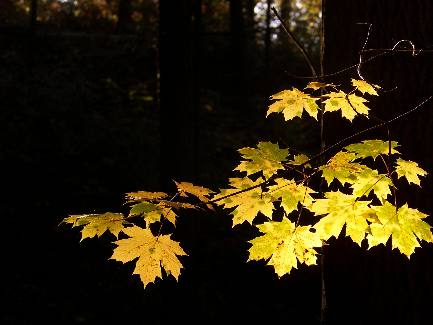 Herbstlaub