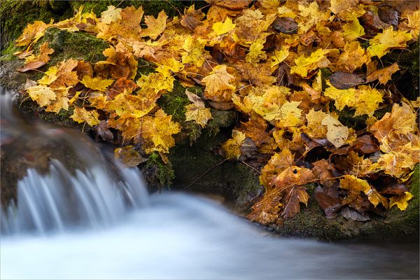 Herbstlaub