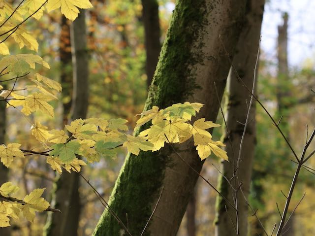 Herbstlaub