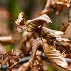 Herbstlaub