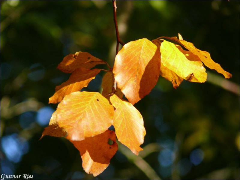 Herbstlaub