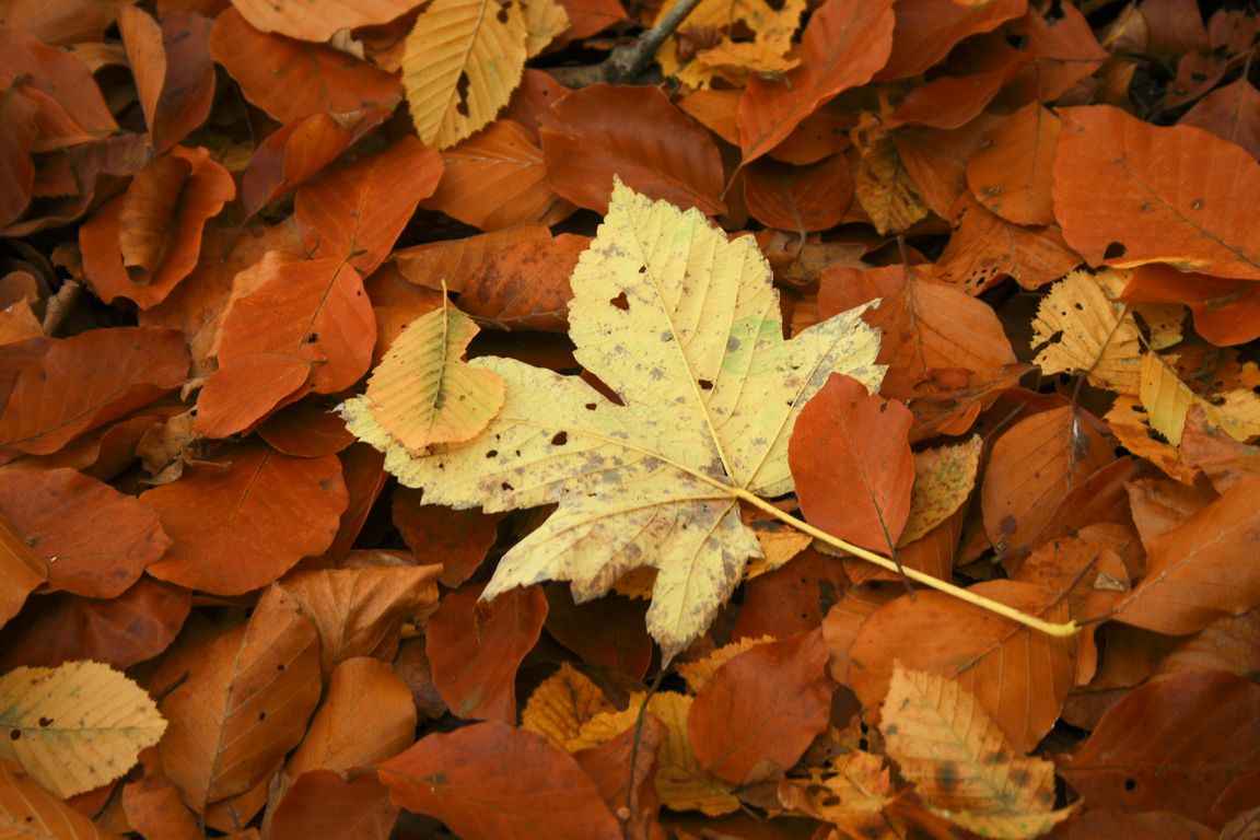 Herbstlaub