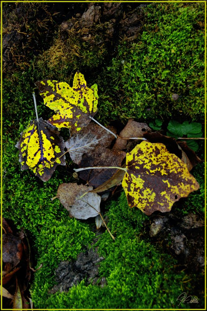 " HERBSTLAUB "