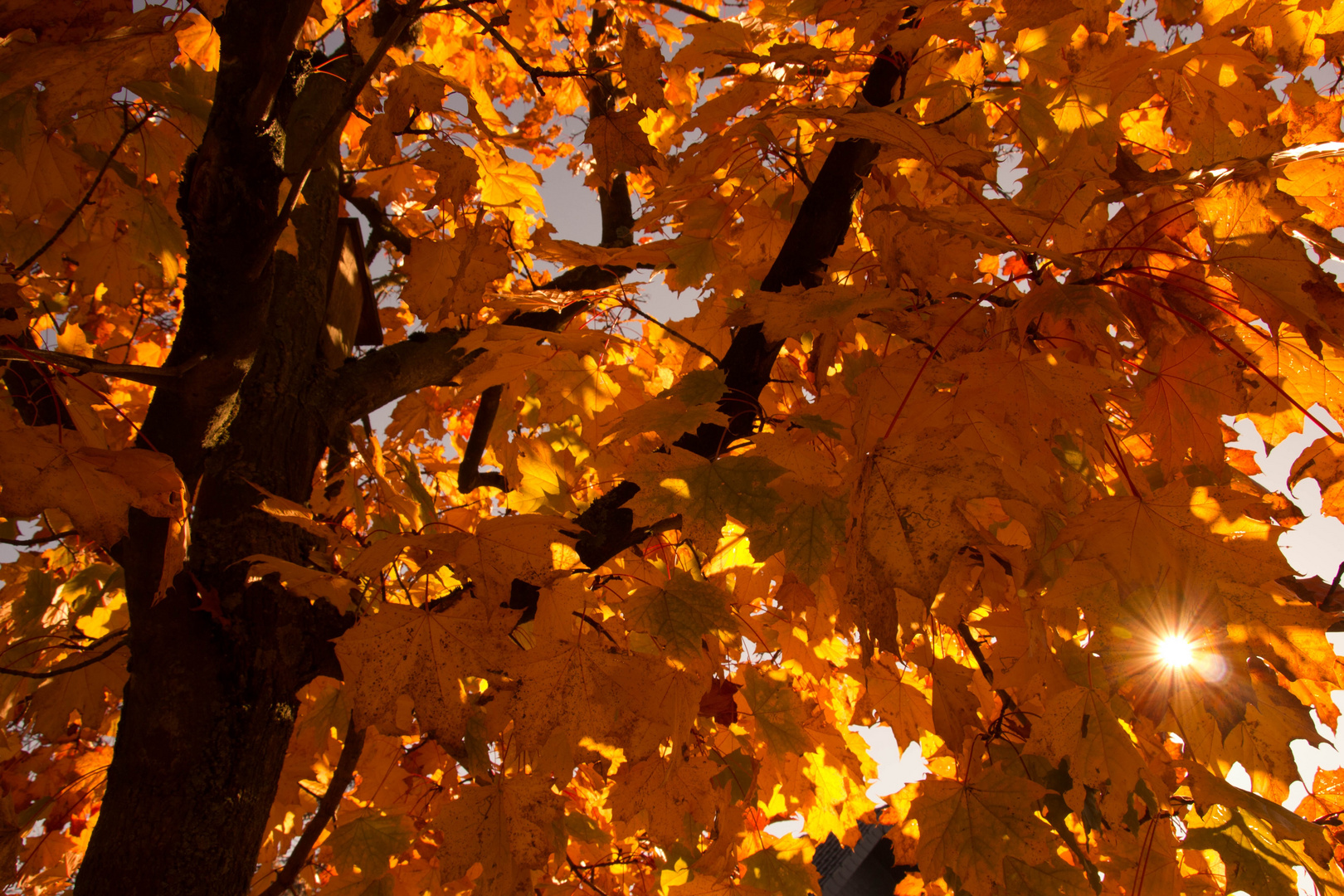 Herbstlaub