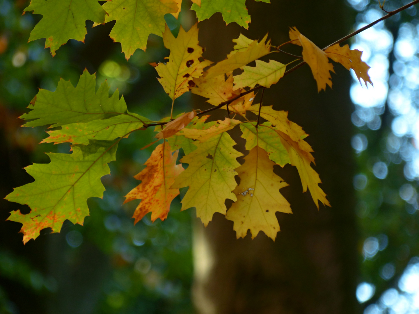 Herbstlaub