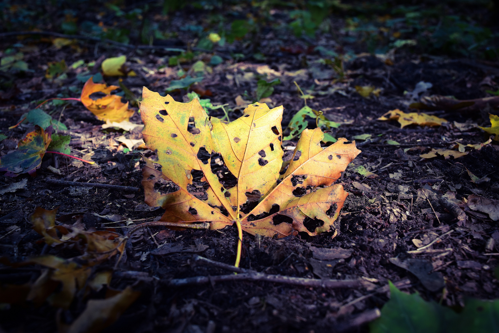 Herbstlaub