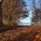 Herbstlaub