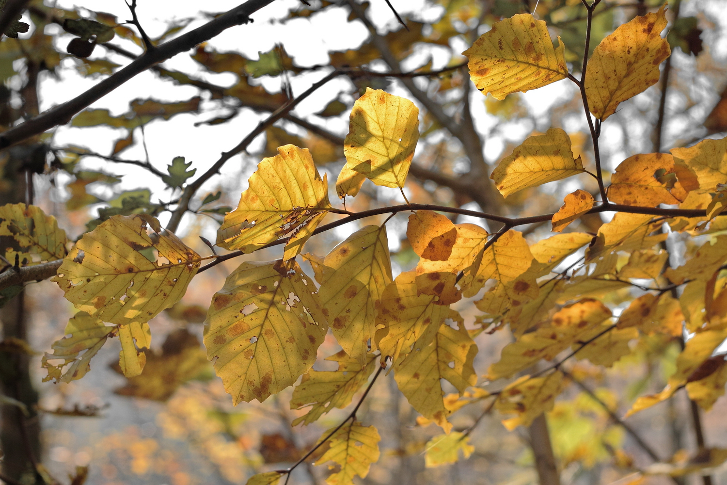 Herbstlaub