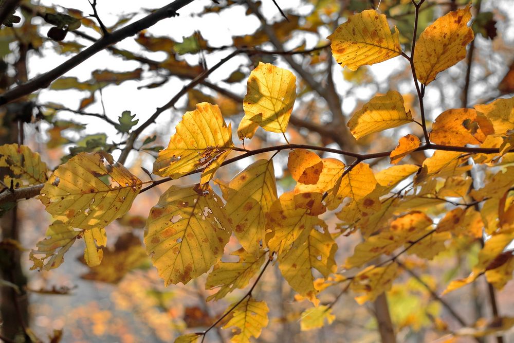 Herbstlaub