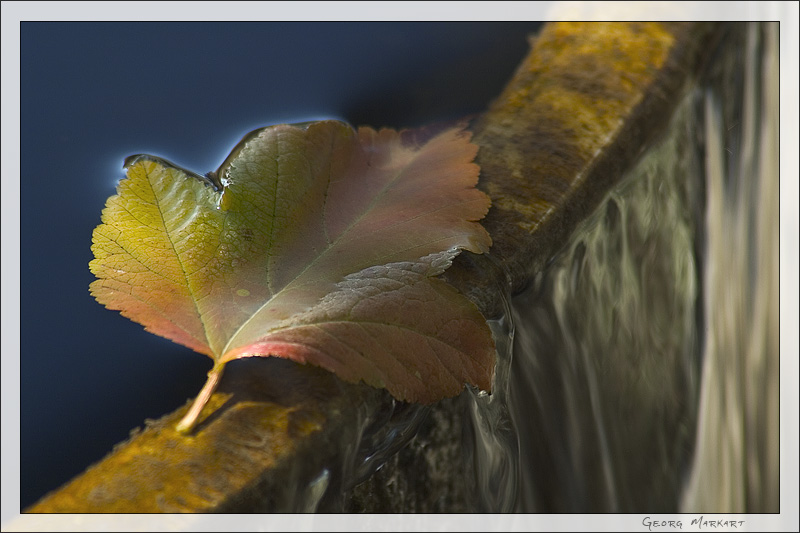 Herbstlaub