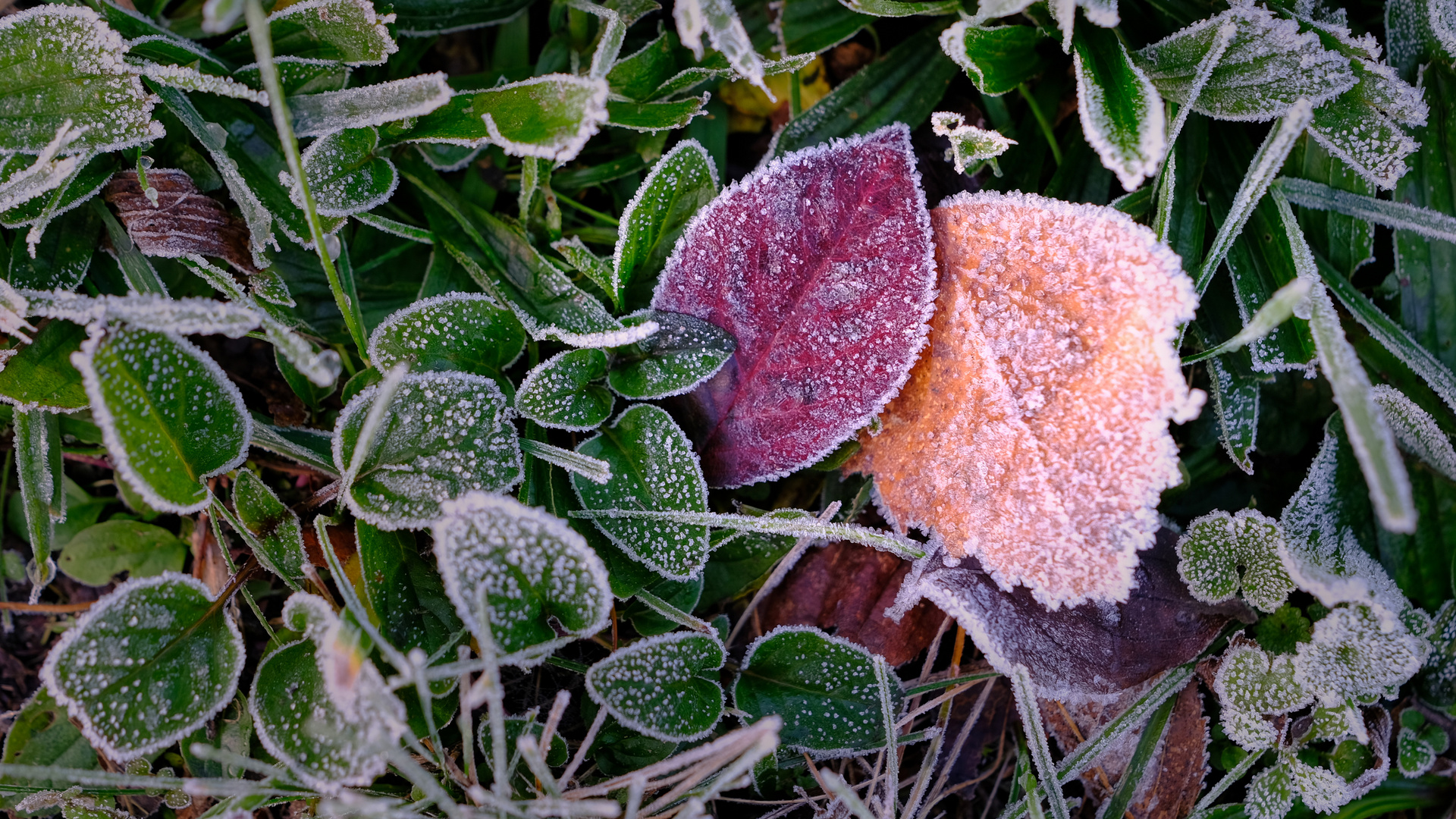 Herbstlaub 2