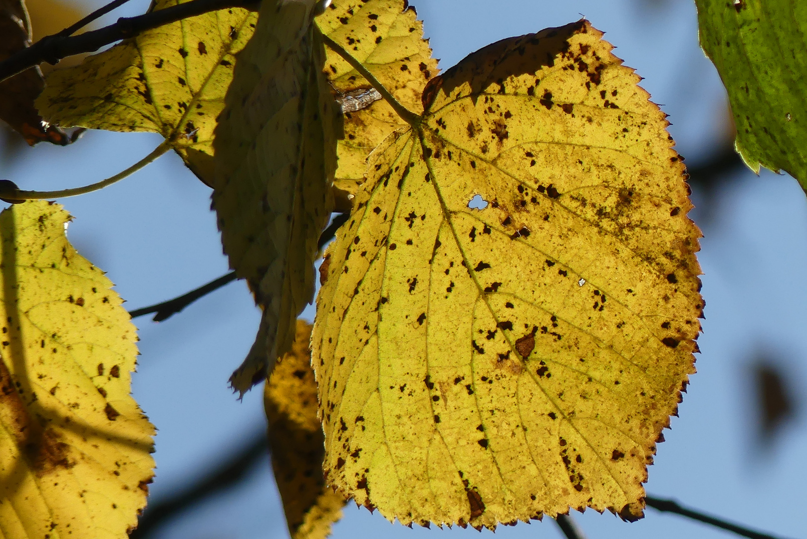 Herbstlaub 2