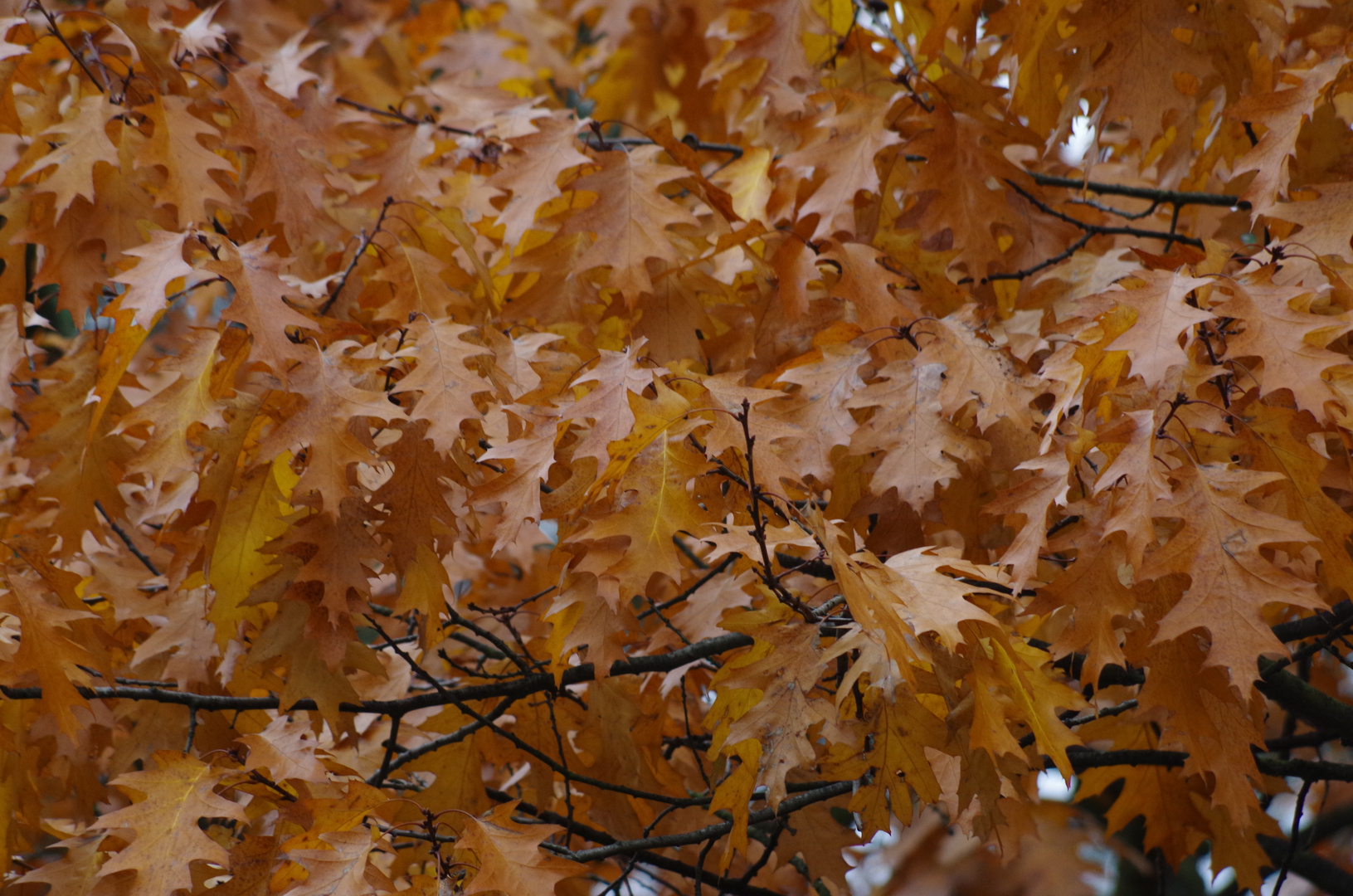 HERBSTLAUB 2