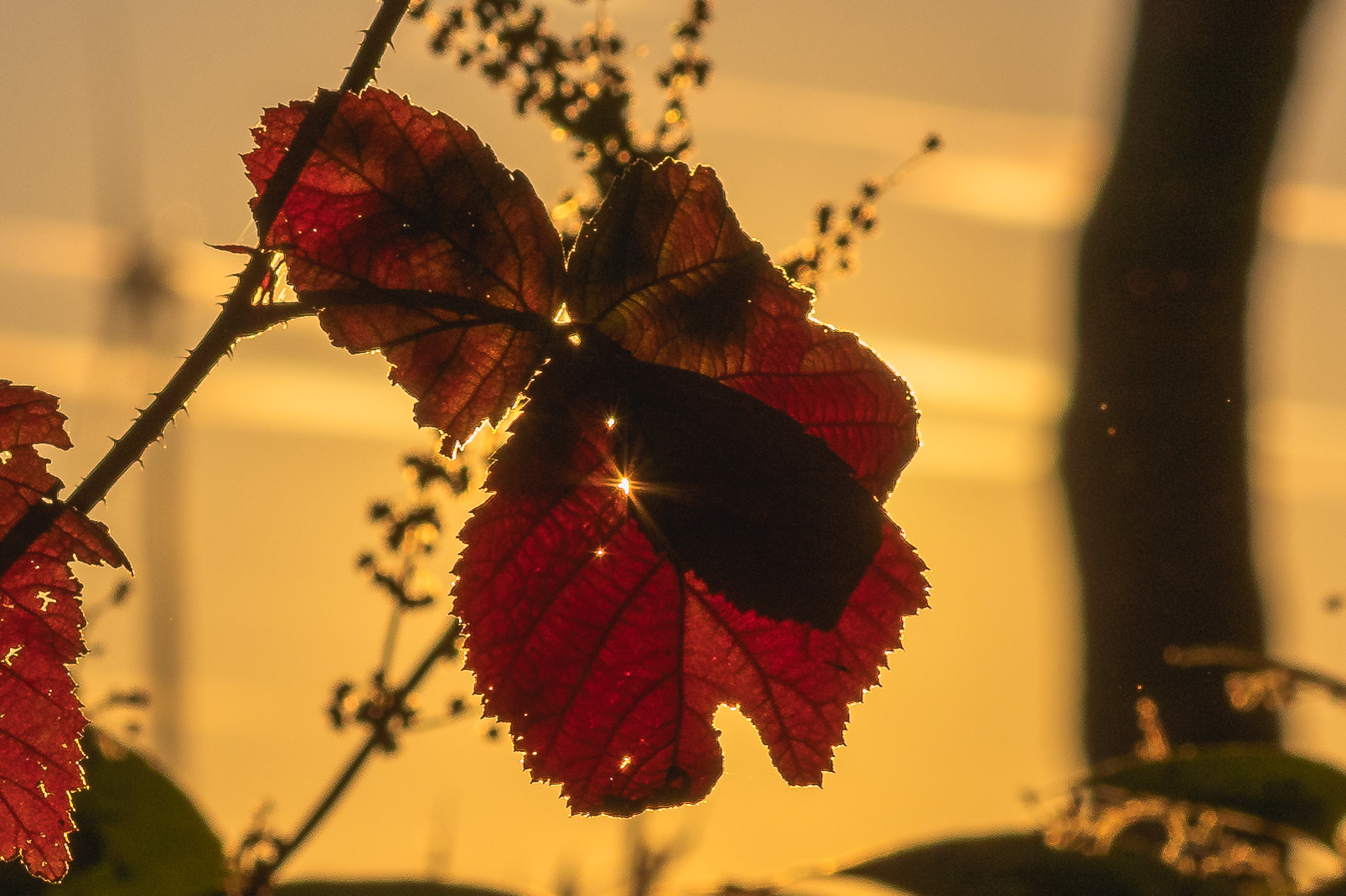 Herbstlaub 2 Die Sonne bricht durchs Blatt