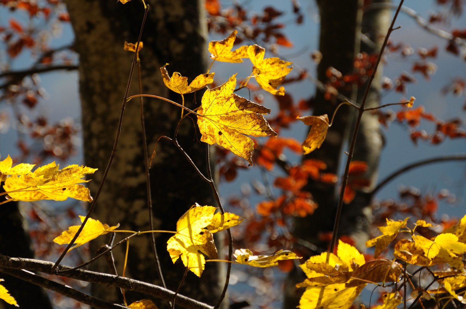 Herbstlaub @ 2