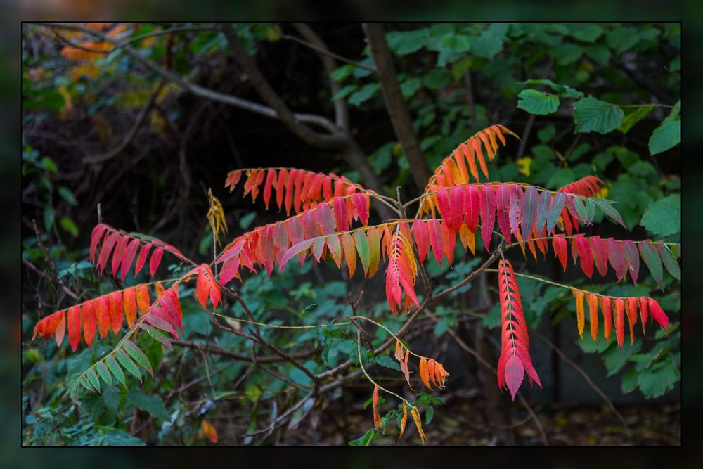 Herbstlaub 2013-01