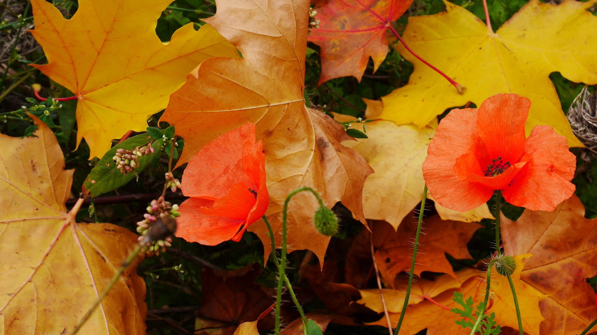 Herbstlaub