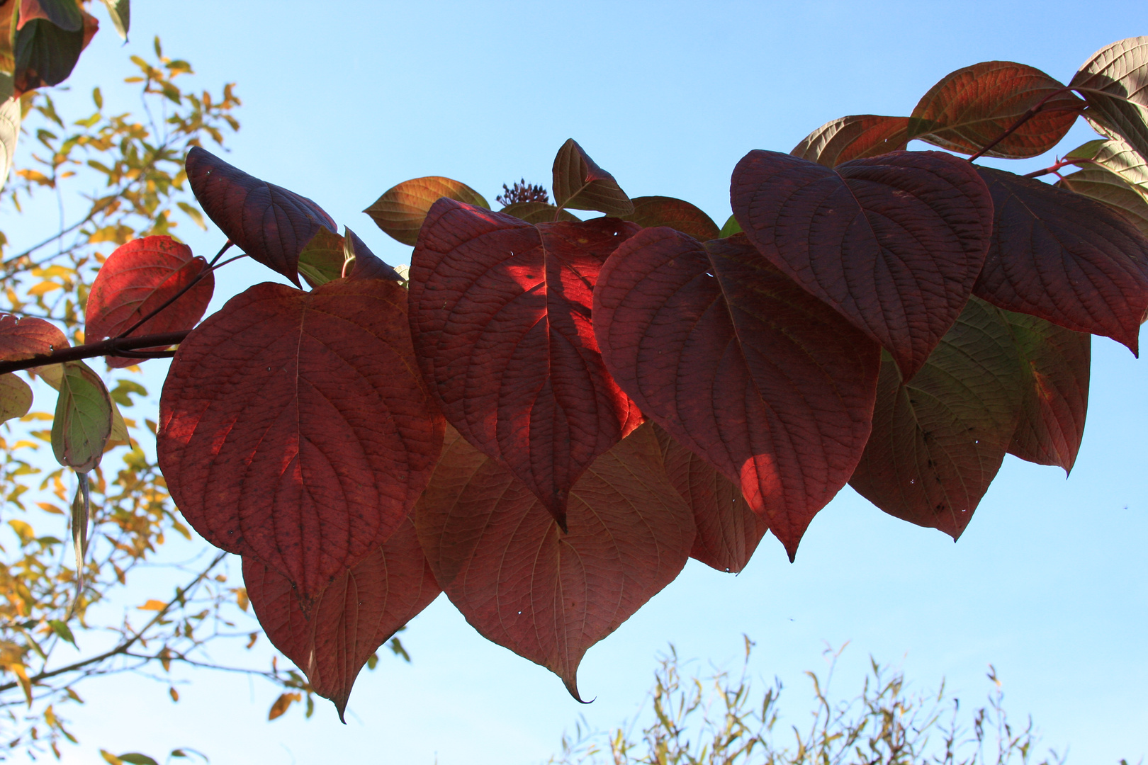 HERBSTLAUB